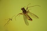 Fossil Flies (Chironomidae) In Baltic Amber #102731-1